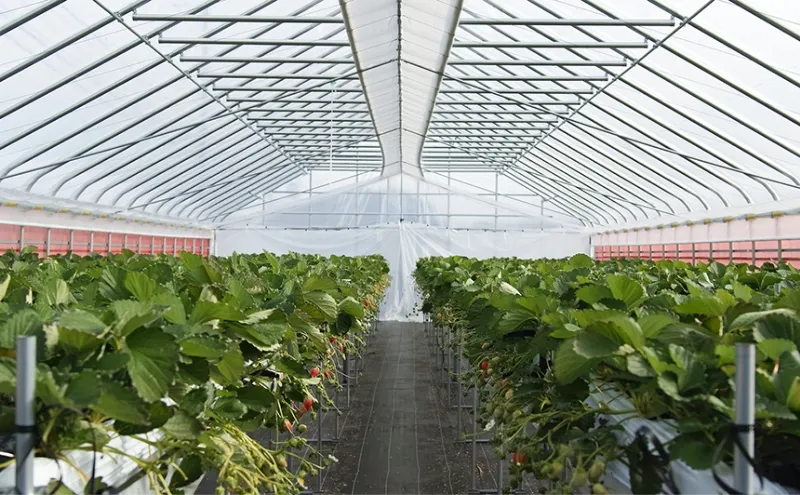 【滋賀県高島市】箱館いちご園｜みおしずく・よつぼしを栽培