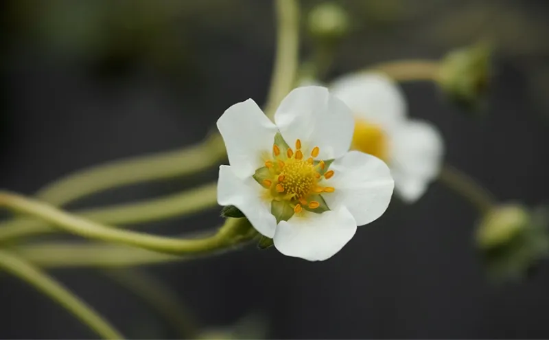 【滋賀県高島市】箱館いちご園｜みおしずく・よつぼしを栽培