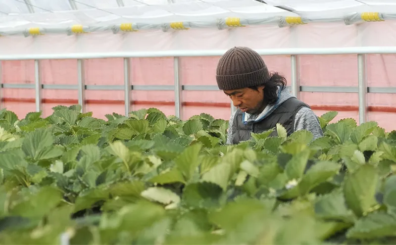 【滋賀県高島市】箱館いちご園｜みおしずく・よつぼしを栽培