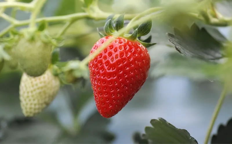 【滋賀県高島市】箱館いちご園｜みおしずく・よつぼしを栽培