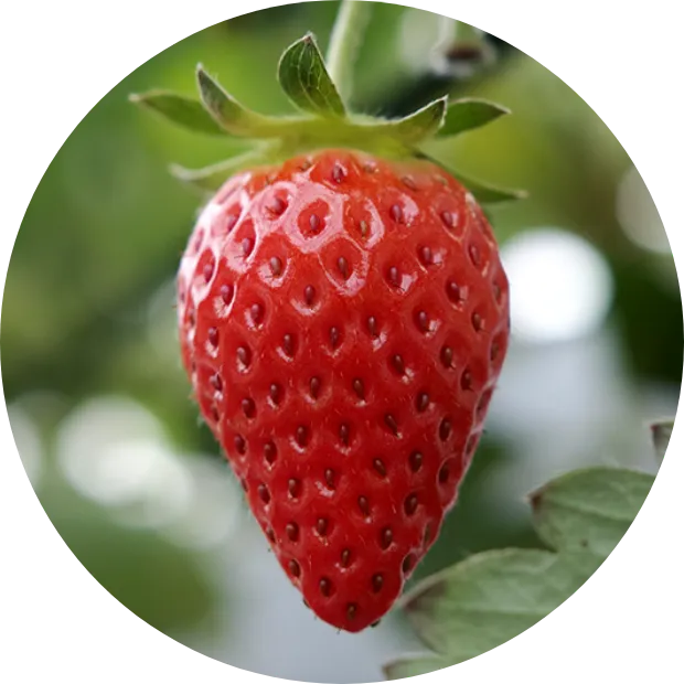 【滋賀県高島市】箱館いちご園｜みおしずく